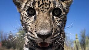 Maybe you would like to learn more about one of these? Jaguar Habitat May Be Larger In U S Than Previously Thought