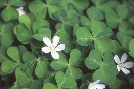 Image result for Oxalis oligotricha