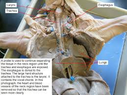 Reading Fetal Pig Dissection Biology Ii Laboratory Manual