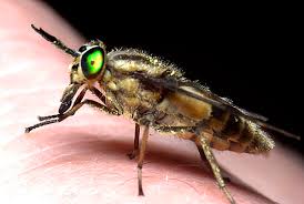 Picture of a deer fly. Chrysops Relictus Twin Lobed Deerfly Identification Images Ecology Control