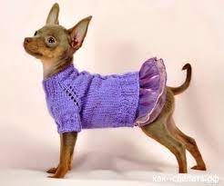 toj terer v teploj kofte s printom shenki chihuahua igrushki dlya sobak terer