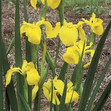 Image result for Iris pseudacorus