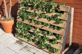 Get inspired by this vertical pallet planter. Pallet Used As Strawberries Garden Strawberry Garden Pallets Garden Strawberry Planters Diy