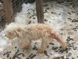 Check spelling or type a new query. Humane Humane Society Releases List Of Worst Puppy Mills In The U S