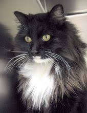 Long Haired Tuxedo Cat Breed Missing My Princess Cat Breeds Cats Long Haired Cats