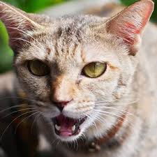 Drooling can occur when there is an overproduction of saliva, spillage of saliva from the mouth or an inability to most broken jaws occur as a result of a serious trauma such as a car accident, gunshot wound, kick or a. 6 Reasons For Cat Drooling From Sickness To Stress Daily Paws