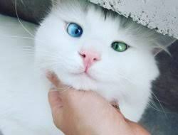 Chinchilla Kedisi Ve Ozellikleri Miyhav Com