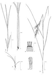 Image result for Aristida adscensionis