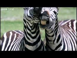 Funny Talking Animals Jump And Play Video Talking Animals Funny Talking Animals