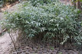 Image result for Putranjivaceae