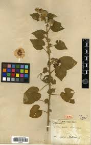 Image result for Abutilon hirtum