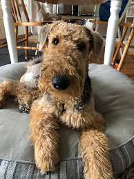 Check spelling or type a new query. Zsuzse Airedales Home Facebook