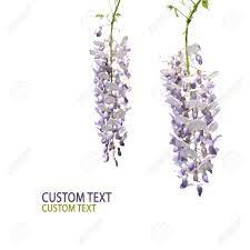 Wisteria Vine Tattoo Google Search Vine Tattoos Tattoos Vines