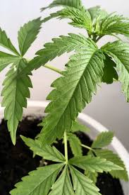 Marijuana And Asthma Does It Help Or Harm