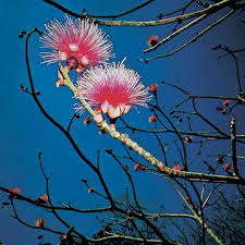 Image result for Bombax