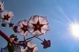 Image result for Aeschynomene mossambicensis