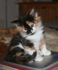 Calico Kitten Pretty Cats Calico Kitten Kittens Cutest