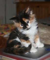 Whether or not you will have calico kittens is always a gamble. 110 Calico Cats Ideas Cats Calico Cat Calico Kitten