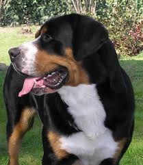 The Best Food For The Greater Swiss Mountain Dog Dog Food Guru
