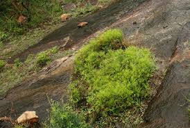 Image result for Actiniopteris dimorpha