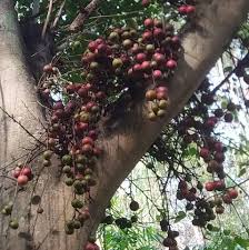 Image result for Justicia diclipteroides