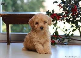 We did not find results for: Havapoo Puppies For Sale Greenfield Puppies