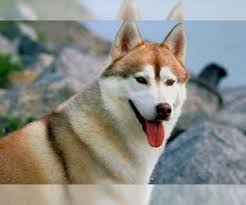 Private seller classifieds are free in most categories. Puppyfinder Com Siberian Husky Puppies Puppies For Sale Near Me In Wisconsin Usa Page 1 Displays 10