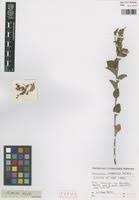 Image result for Andrachne ovalis