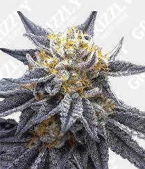 Dna genetics has created a monster that's going to be a huge topic of discussion. Ssog Feminized Seeds Grizzly Seed Bank Crocketts Family Farms