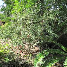 Image result for Schotia afra