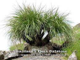 Image result for Xerophyta kirkii