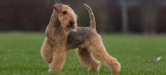 Image result for lakeland teriér