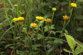 Image result for Anisopappus chinensis