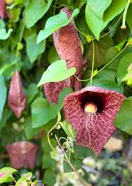 Image result for Aristolochia littoralis