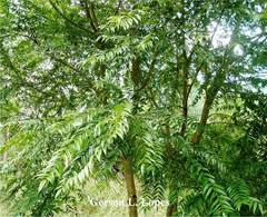 Image result for Ateleia