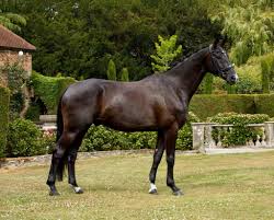 Black Jack Anmore - Anmore