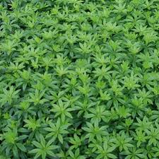 Image result for Galium stenophyllum