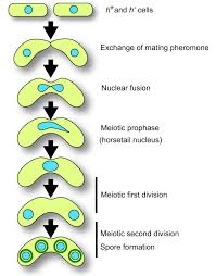 Image result for Meiosperma debile
