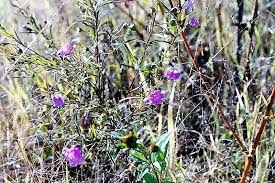 Image result for Gerrardinaceae