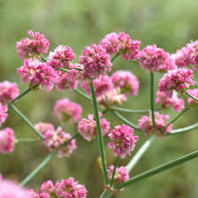 Image result for Eriospermum roseum