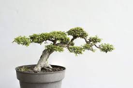 'seiju' is a dwarf cultivar that is primarily used for rock gardens and bonsai. Chinese Elm Bonsai Leaves Turning Black