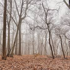 Wrapped in the soft shroud of daybreak The tree tops rise above the veil of  fog Like slumbering giants, Only half hidden by the earth bound clouds. The  world seems immersed In