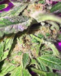 When your parent strains are rock stars, there's a good chance that you'll be one too. Kosher Cookies Dna Genetics Strain Info Growdiaries