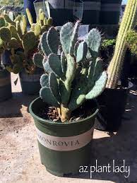 Opuntia hybrid 'baby rita' cold hardy cactus. Baby Rita Prickly Pear Archives Desert Gardening 101