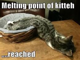 The Finch And Pea Kittens Funny Cats Cat Memes