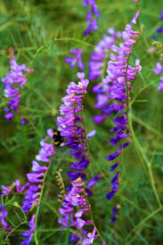 صورة عالية الدقة خالية من زهرة الربيع الطبيعة الأرجواني ملونة جميلة خضراء الأعشاب Plants Photo