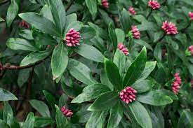 Check spelling or type a new query. 10 Best Deer Resistant Shrubs For Landscaping