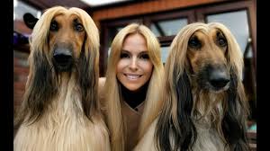 The first afghan hound came to england in the early 1900s; The Afghan Hound The World S Most Glamorous Dog Youtube