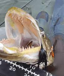 Maybe you would like to learn more about one of these? Muskie Teeth Lots Of Toothy Facts And Pictures Strike And Catch