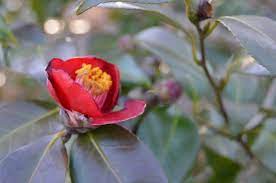 Pin On Garden Plants